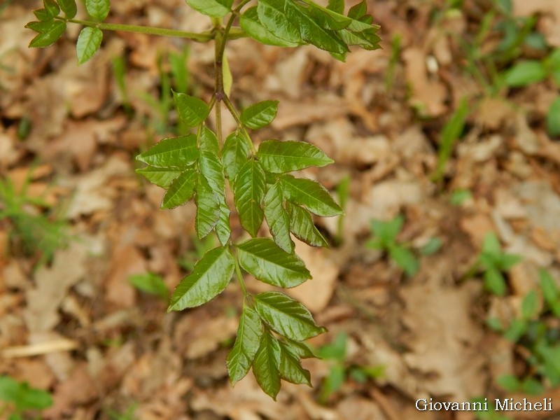 Fraxinus ornus (cfr.) - Oleaceae